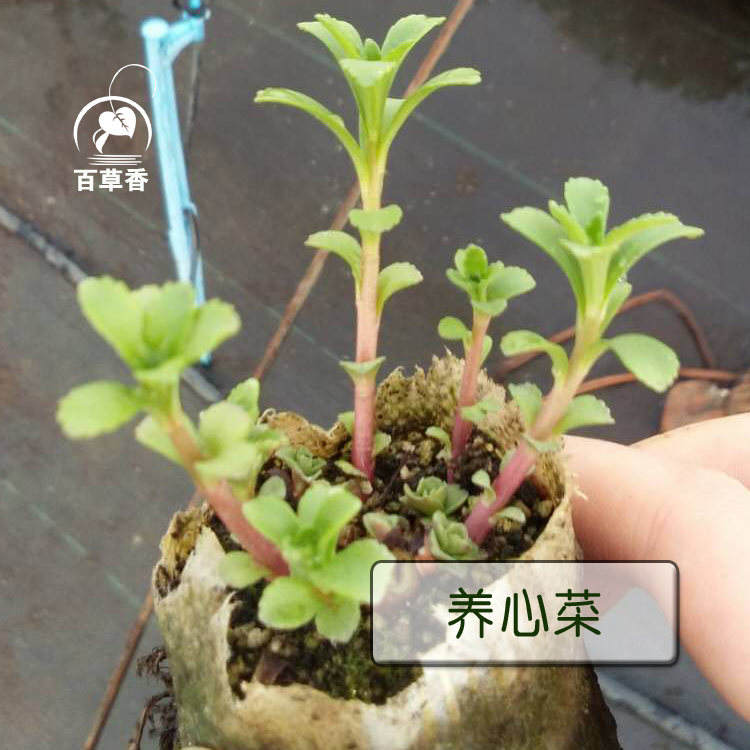 养心菜2