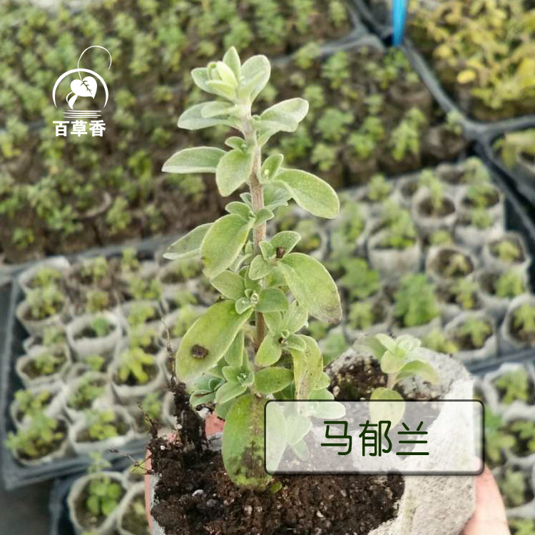 马郁兰