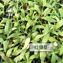 红缬草