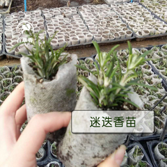 迷迭香苗