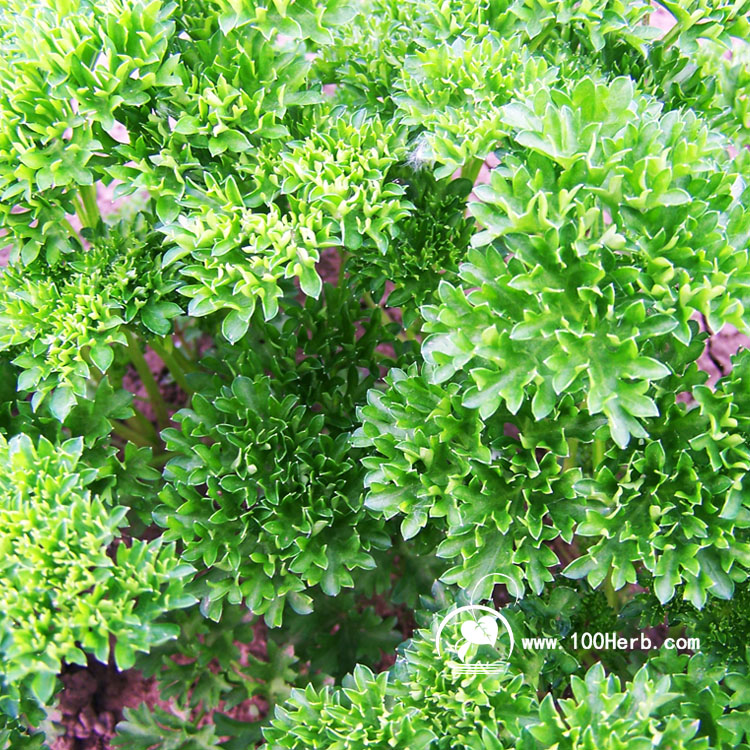 欧芹2 (2)