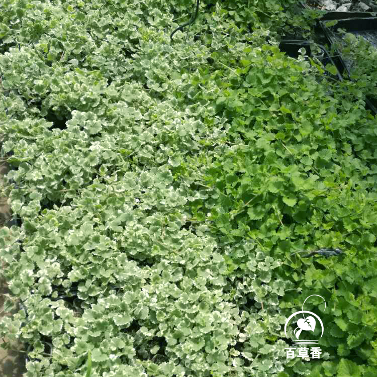 薄荷2