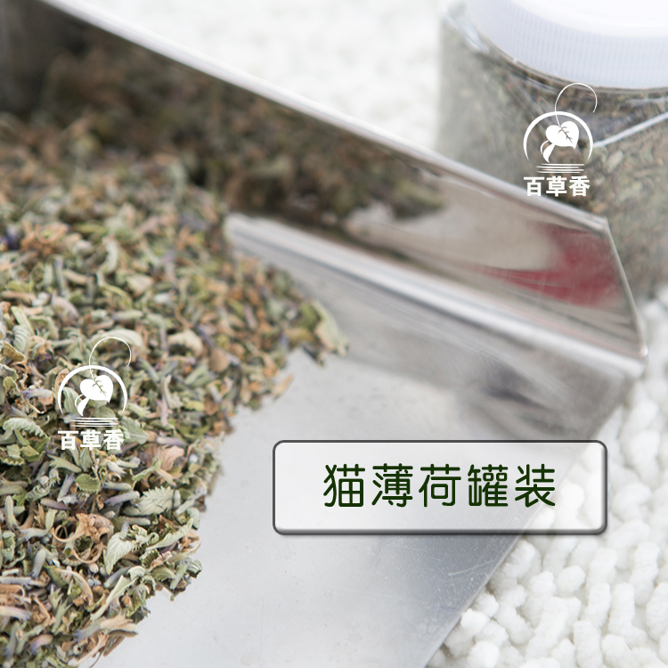 猫薄荷3