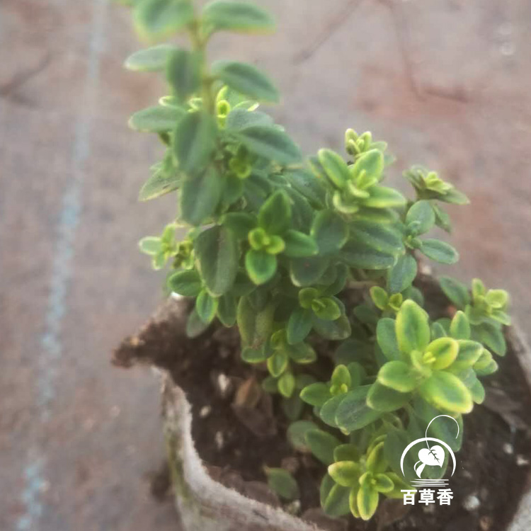 百里香金边