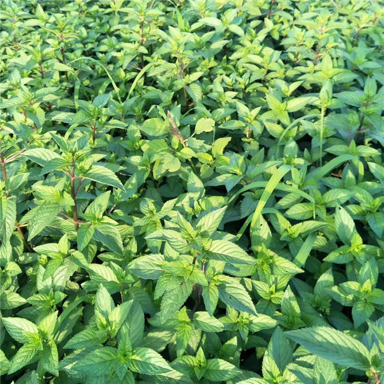 胡椒薄荷7_副本