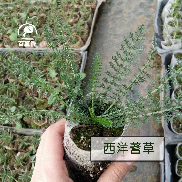 西洋蓍草