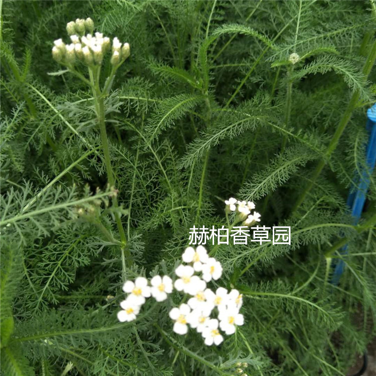 西洋蓍草鲜叶_副本_ 