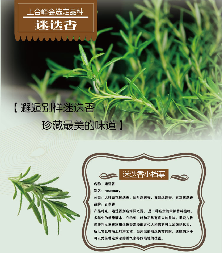 迷迭香鲜叶1