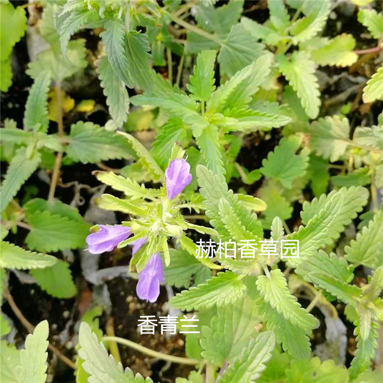 香青兰开花_副本