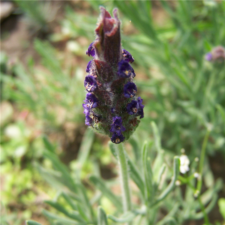 2019年春季香草种苗预定开始，各种香草苗量大价优