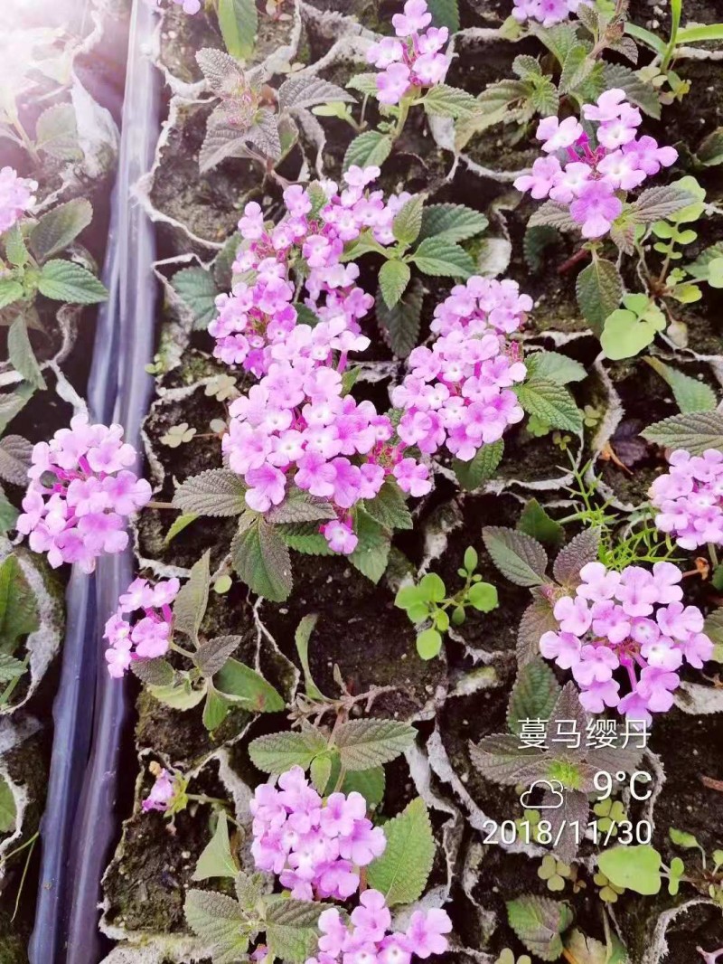 蔓马缨丹