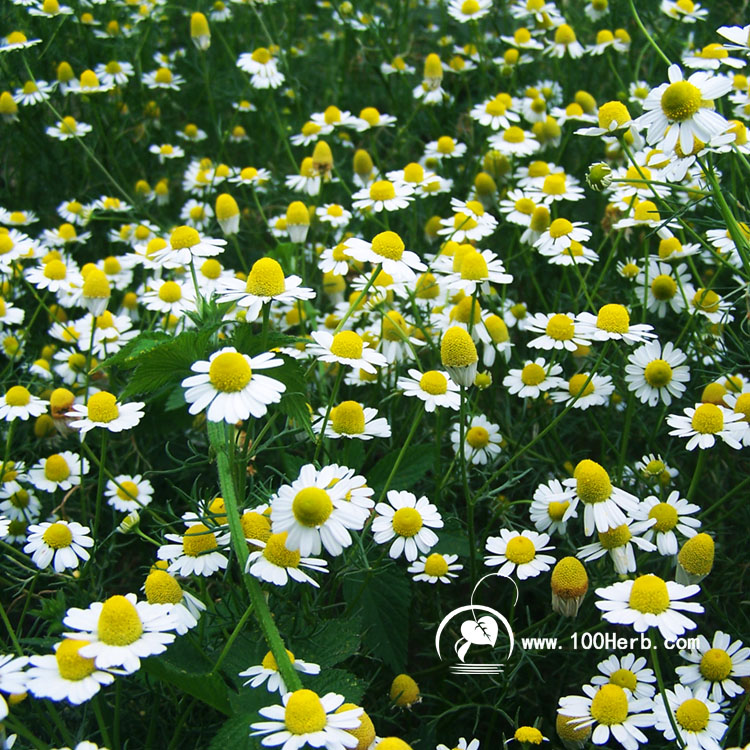 洋甘菊4 (2)