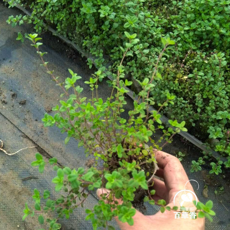 百里香阔叶