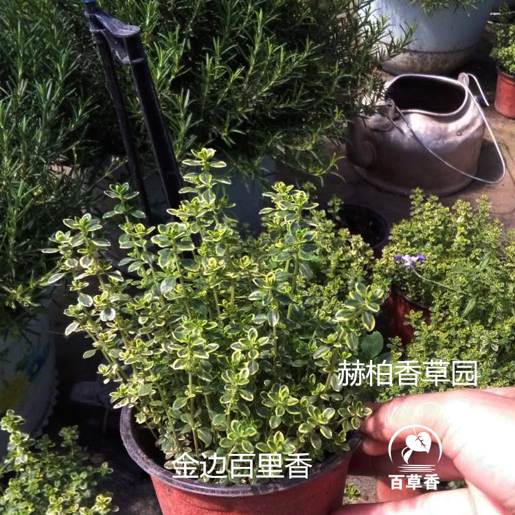 百里香是什么