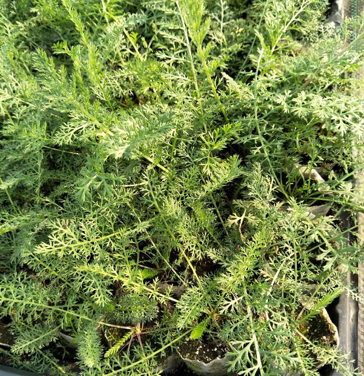 西洋蓍草11