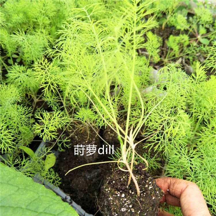 莳萝苗_副本
