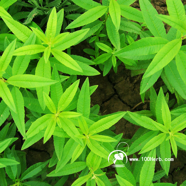 柠檬马鞭草2