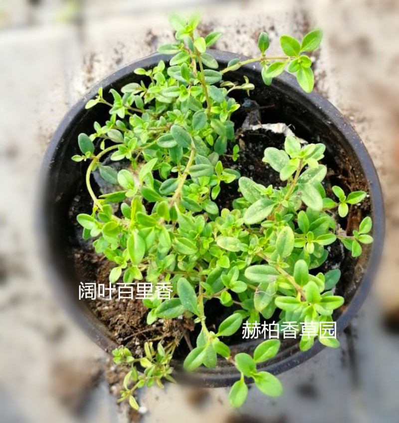 阔叶百里香盆栽