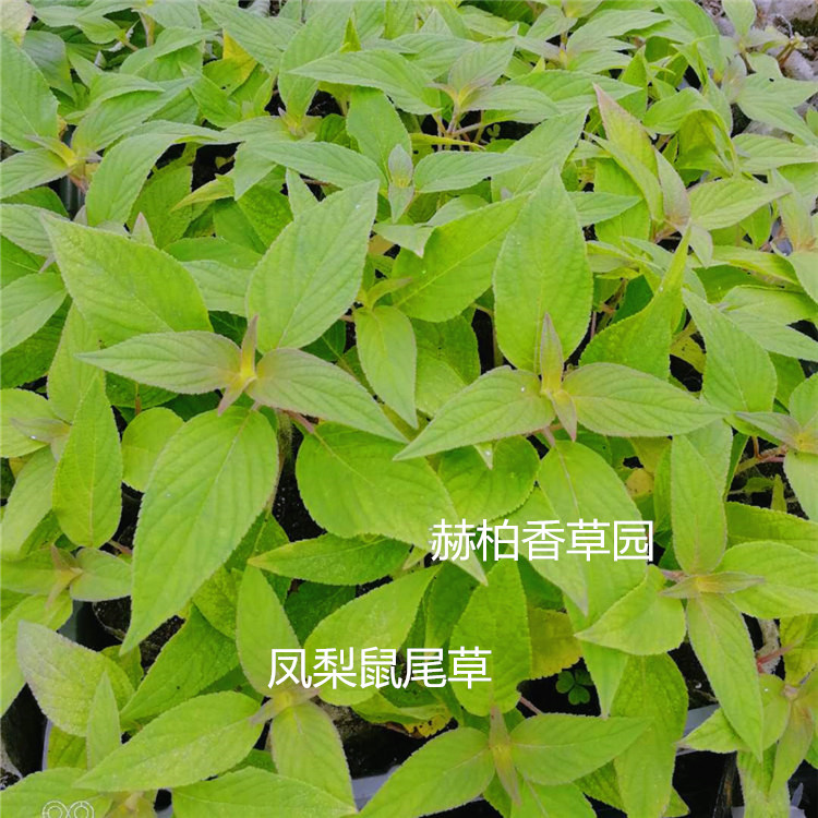 凤梨鼠尾草3_副本_副本