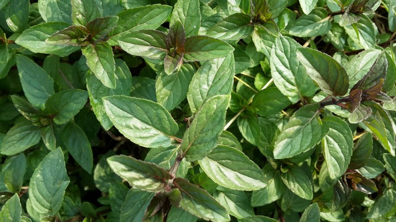 胡椒薄荷