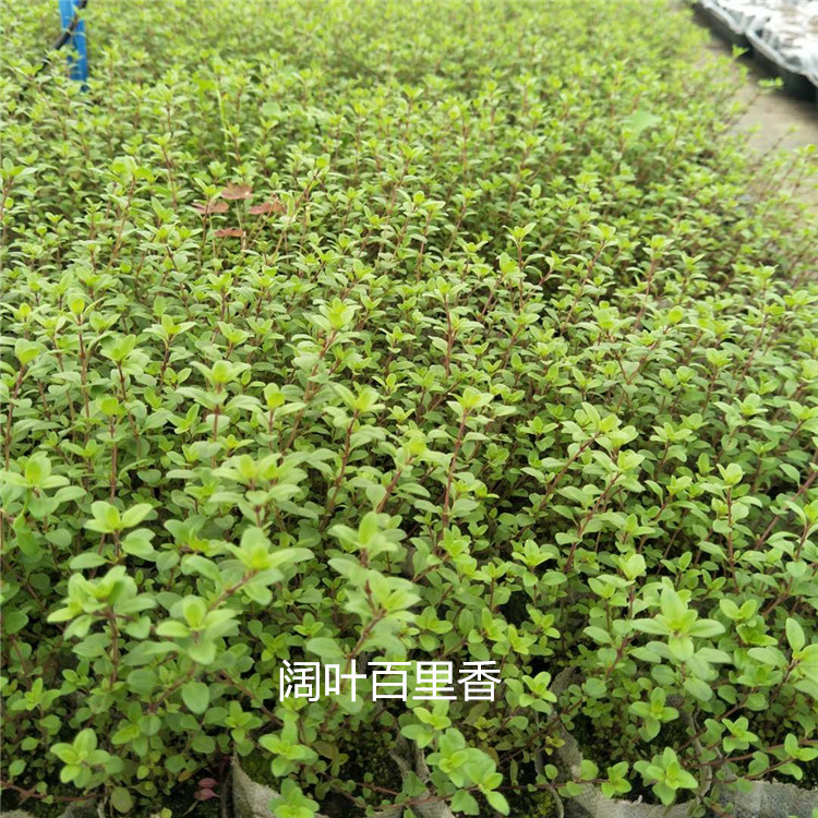 阔叶百里香4_副本