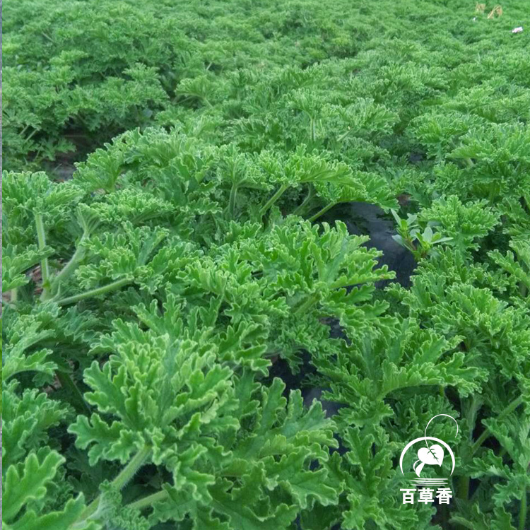 天竺葵田