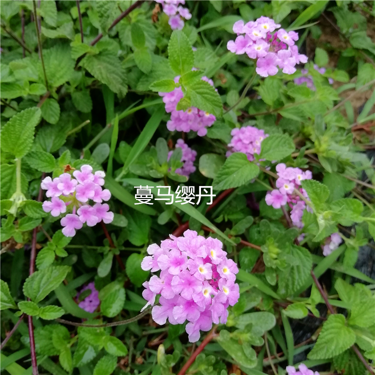 一年四季花开不停的紫花，蔓马缨丹