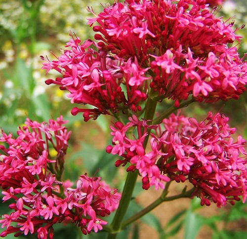 红缬草花小