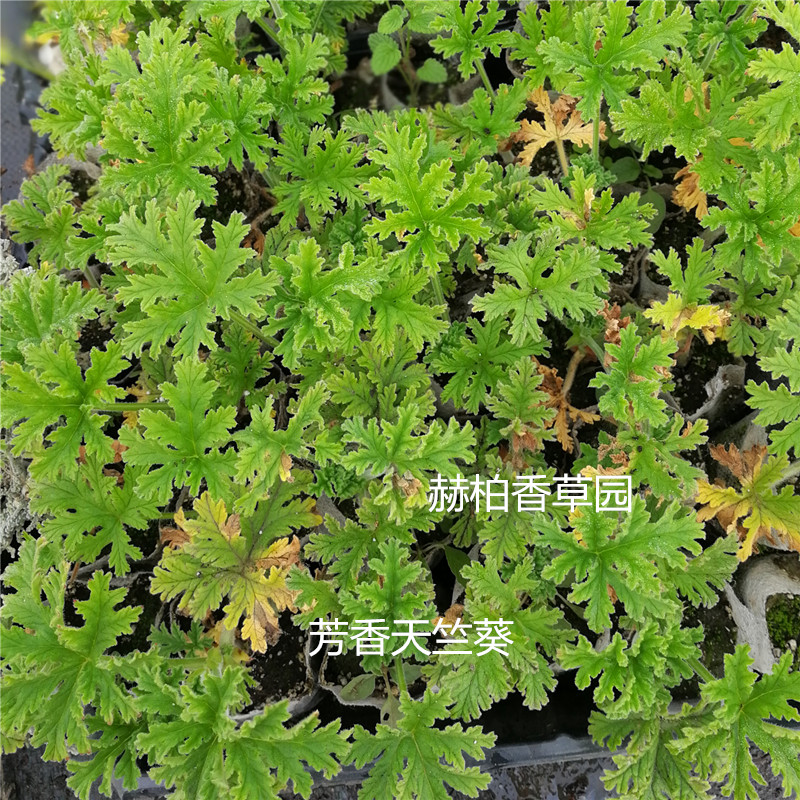 芳香天竺葵_副本