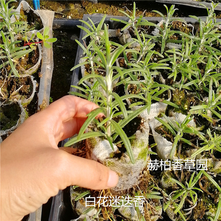 白花迷迭香1_副本
