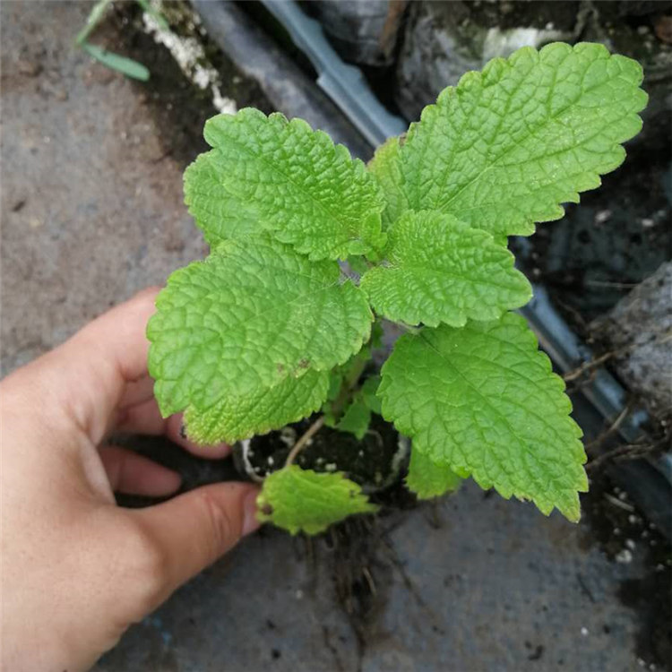 香蜂草杯苗6.2_副本