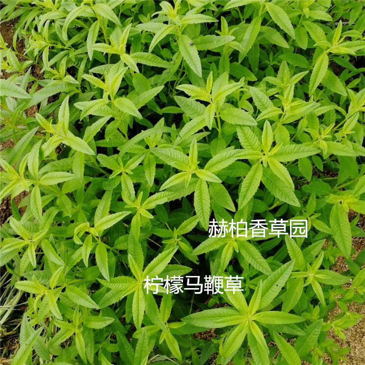 柠檬马鞭草6.1_副本_副本