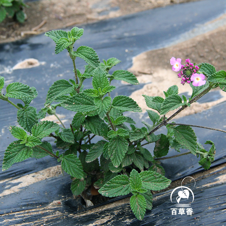 百草香新增香草品种一览表