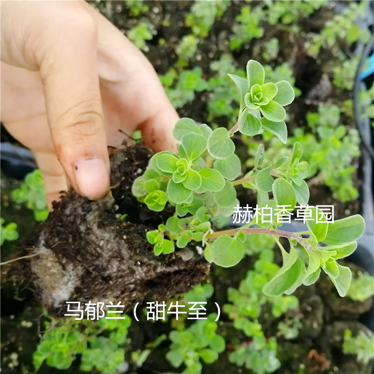 马郁兰2_副本