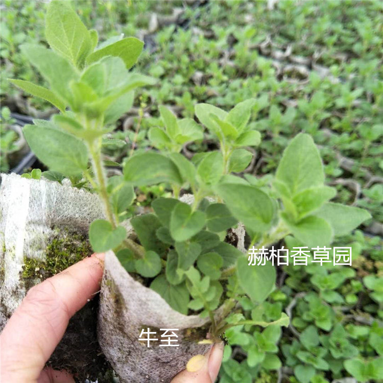 牛至苗新_副本 
