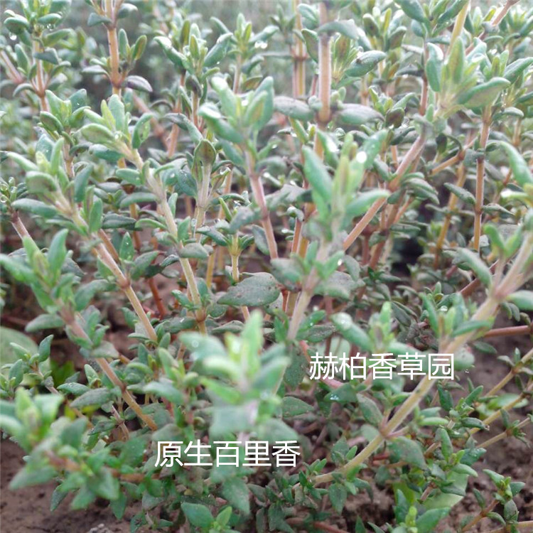原生百里香苗_副本_副本