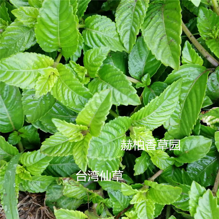 台湾仙草4_副本_副本