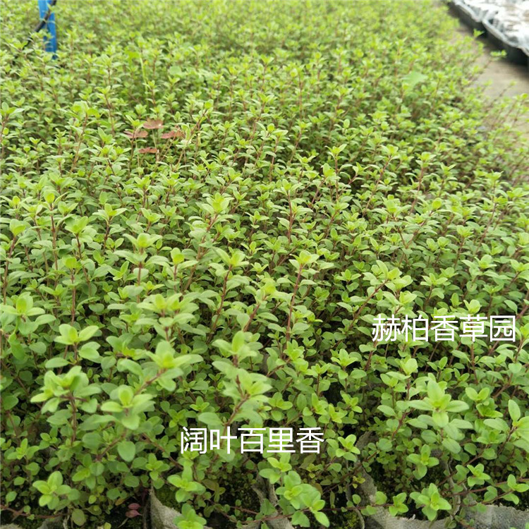 阔叶百里香4_副本_副本