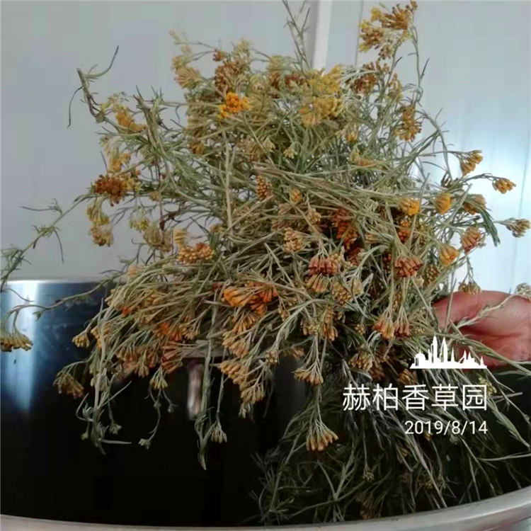 永久花纯露1_副本