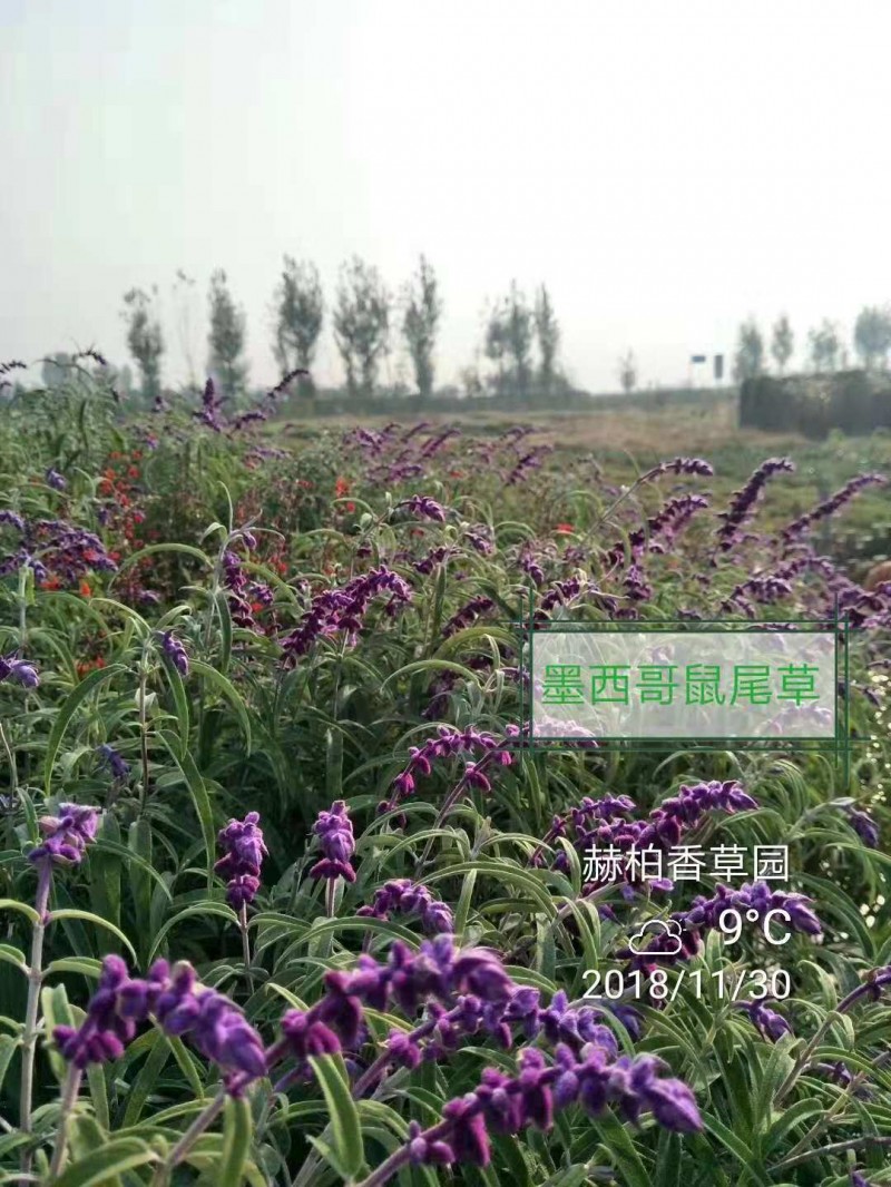 墨西哥鼠尾草