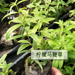 柠檬马鞭草0