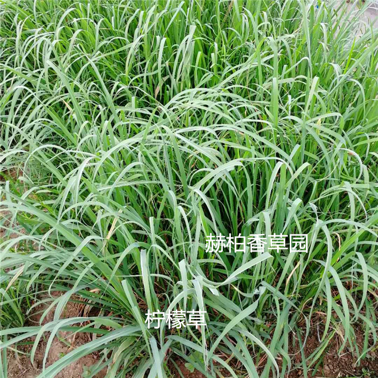 柠檬草6.2_副本_副本