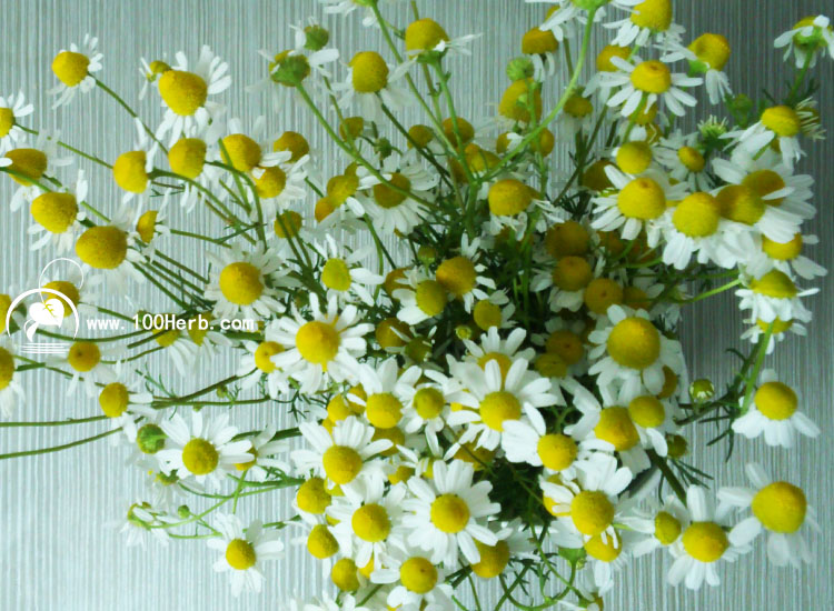 洋甘菊1