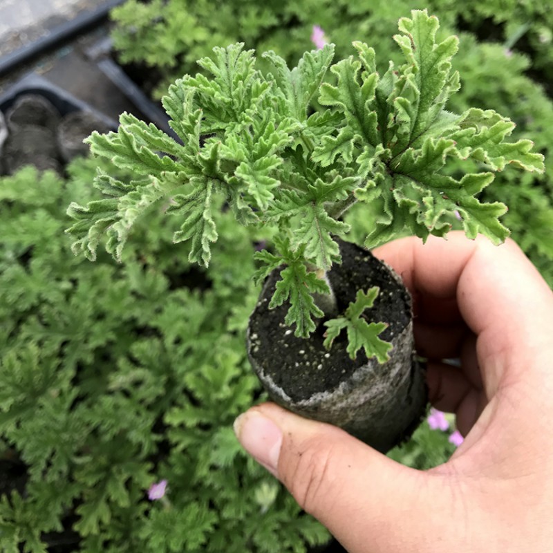 芳香天竺葵0