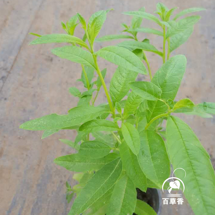 柠檬马鞭草1