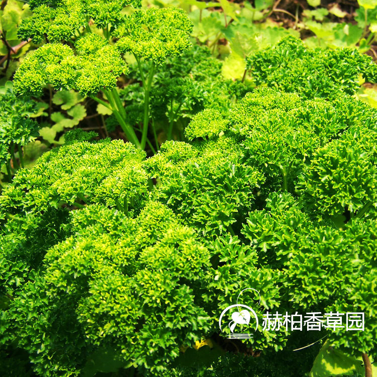 欧芹1 (2)_副本