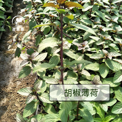 胡椒薄荷