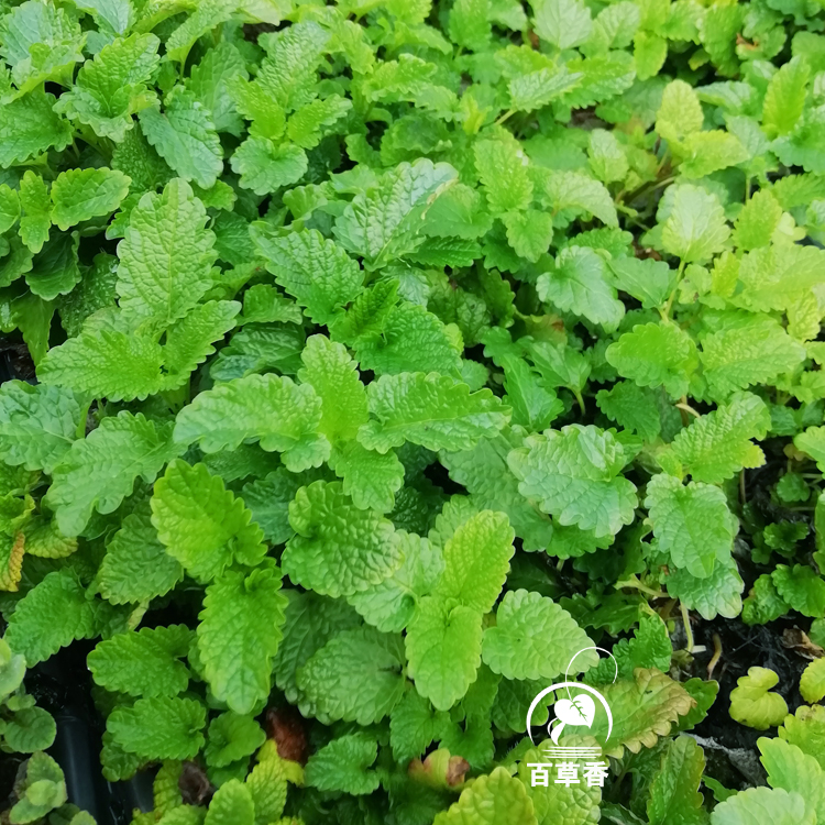 香蜂草