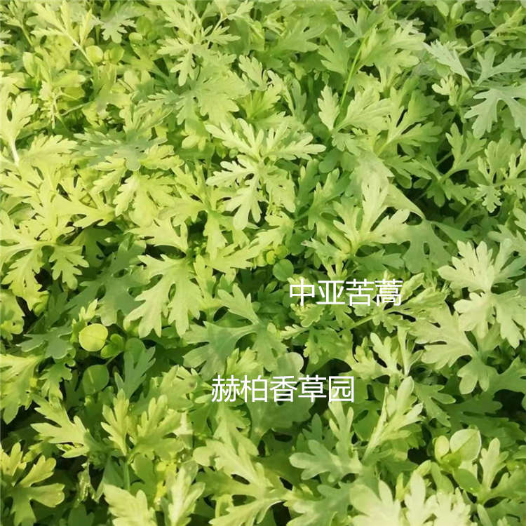 苦蒿1_副本