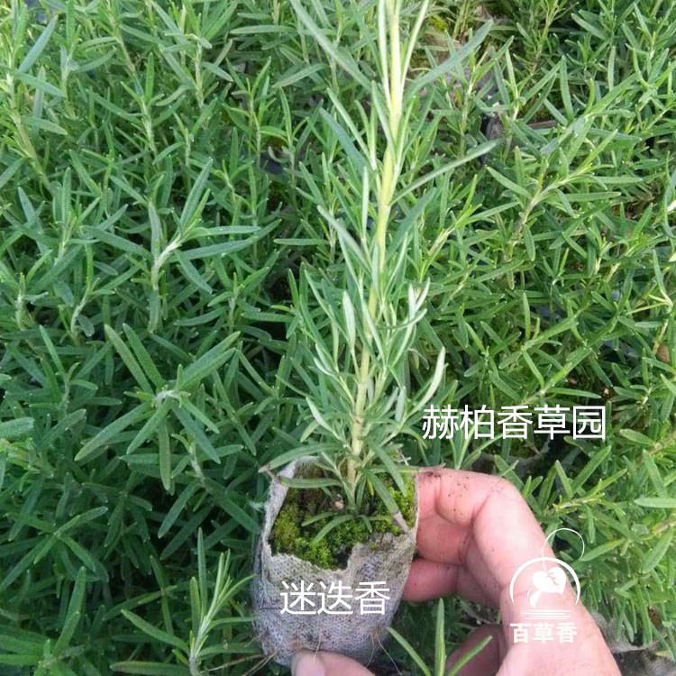 迷迭香_副本